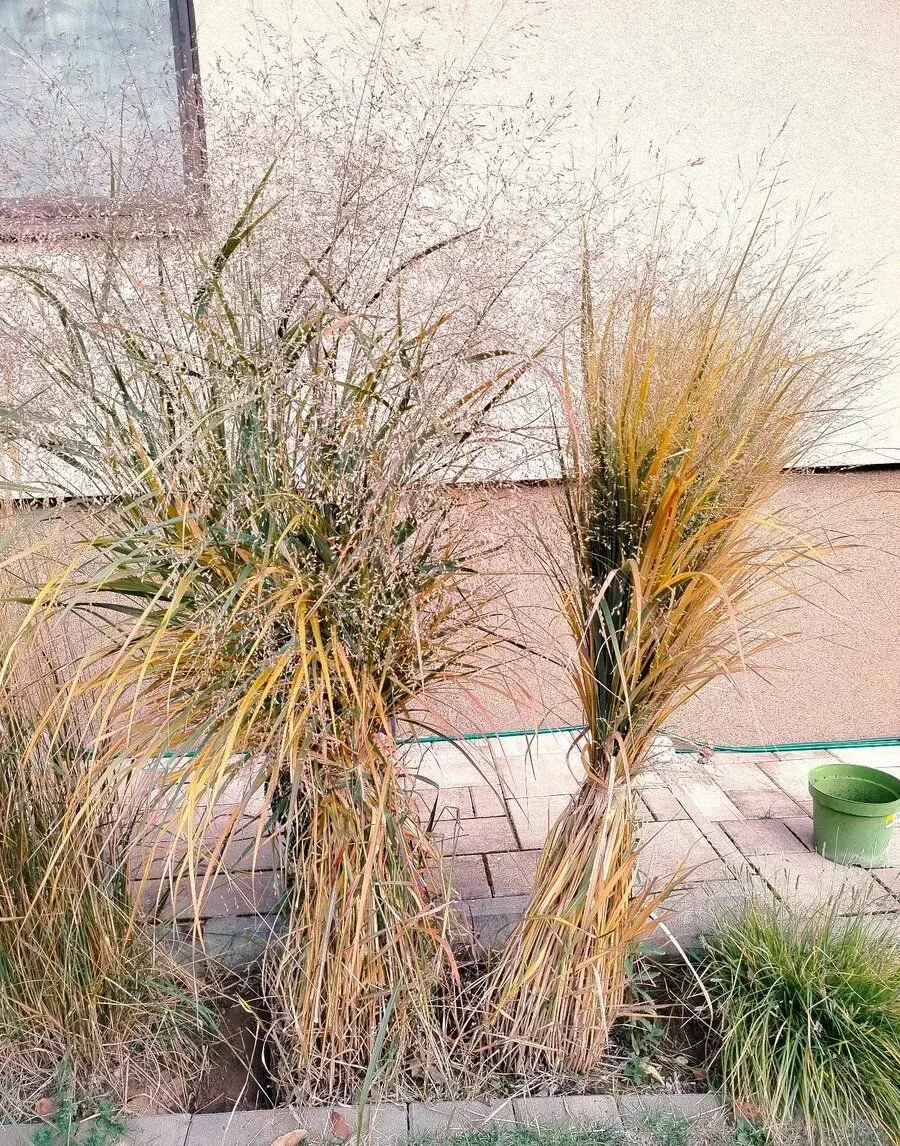 Okrasné trávy- Proso prútnaté - Panicum virgatum