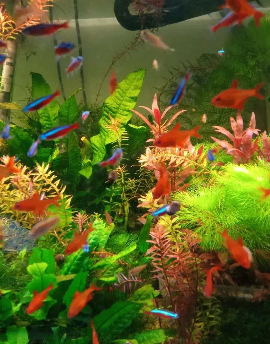 Akvarijne ryby