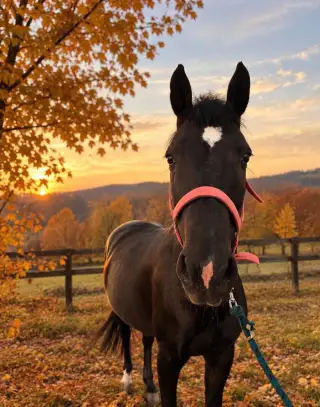Pony kat. B kobyla predaj/výmena