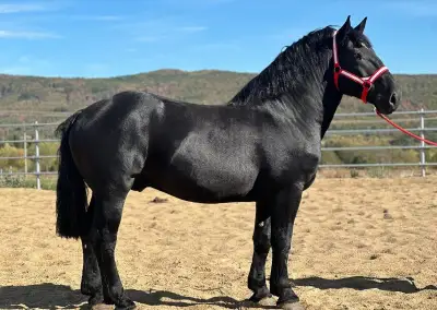 Percheron na predaj - žrebec