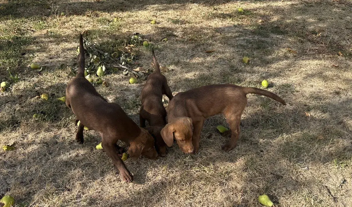 Fenka hnedého labradora – čokoládová