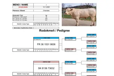 Plemenné býky – špičková genetika z BIO chovu