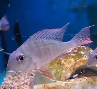 Geophagus surinamensis+mix