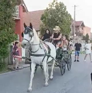Kľudne koňe pre detičky, pod sedlom aj v záprahu