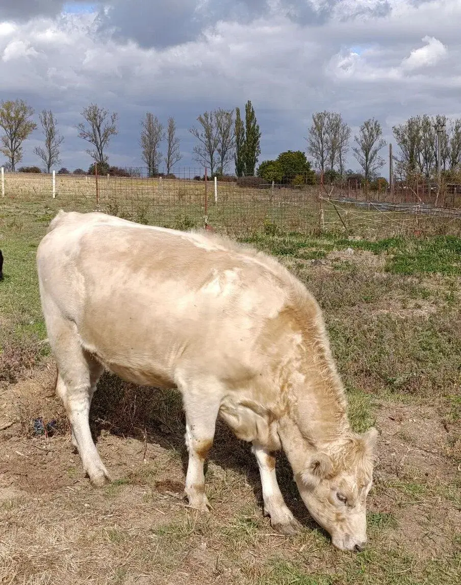 Jalovica