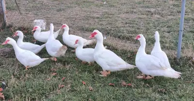 kačica pižmová čínska