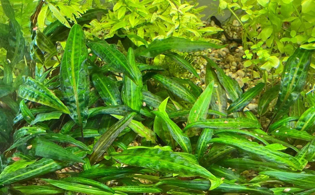 CRYPTOCORYNE