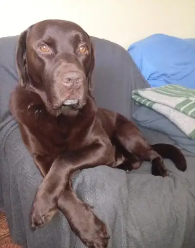 Cokoladovy LABRADOR na krytie