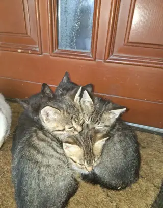 Darujem mačiatka