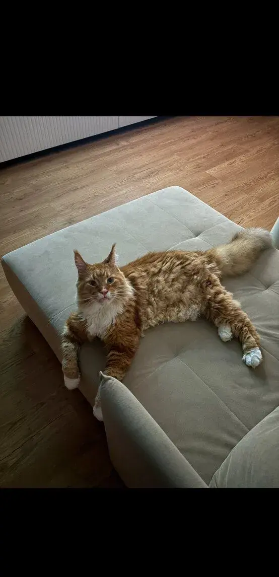 Maine coon