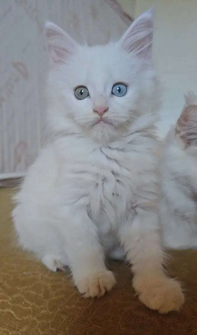 Mačiatko, samička mayskej mývalej mačky (Maine Coon) s рp