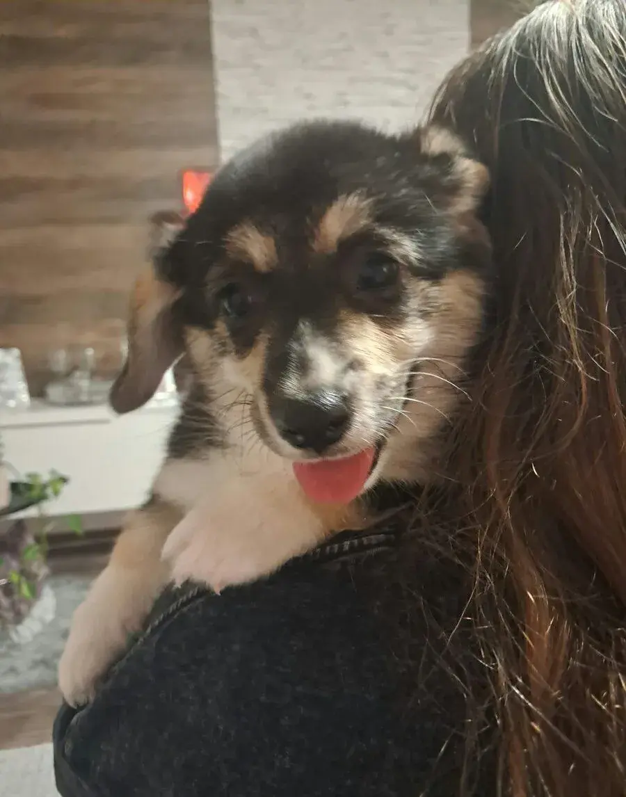 Welsh Corgi Pembroke