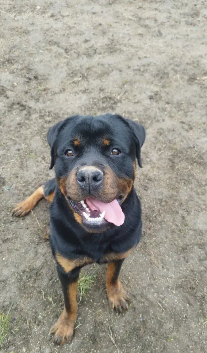 Rotweiller na krytie