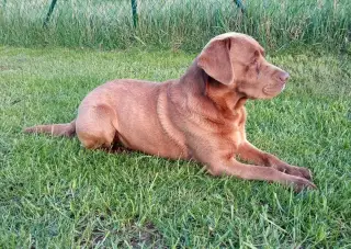 Labradora na krytie