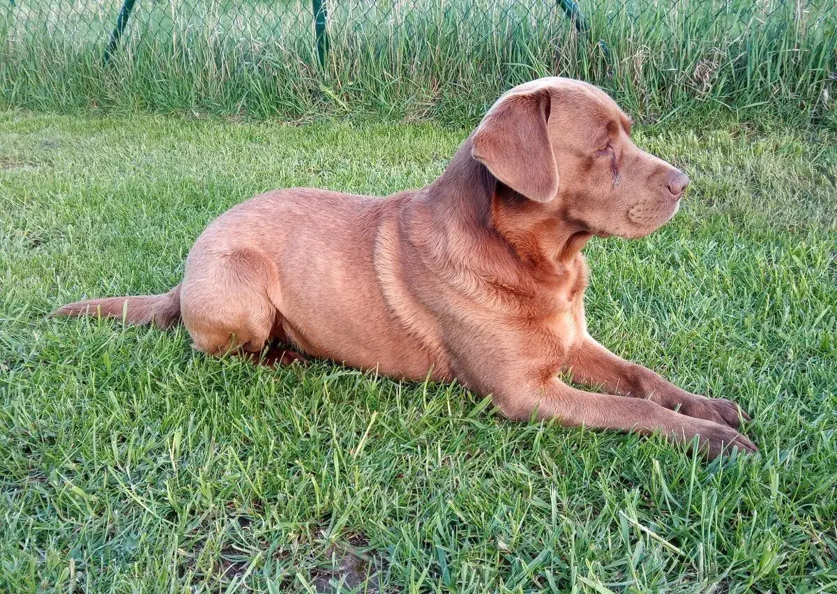 Labradora na krytie