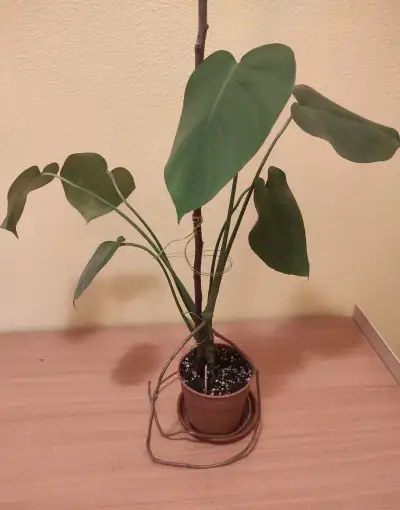 MONSTERA DELICIOSA