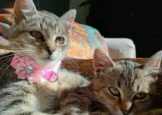🐱❤️HĽADAJÚ MILUJÚCI DOMOV🏡🐾