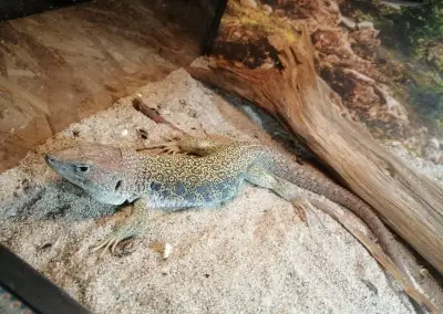 1.0 Timon lepidus