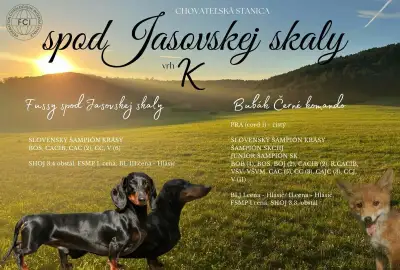 Šteniatka jazvečíka hladkosrstého