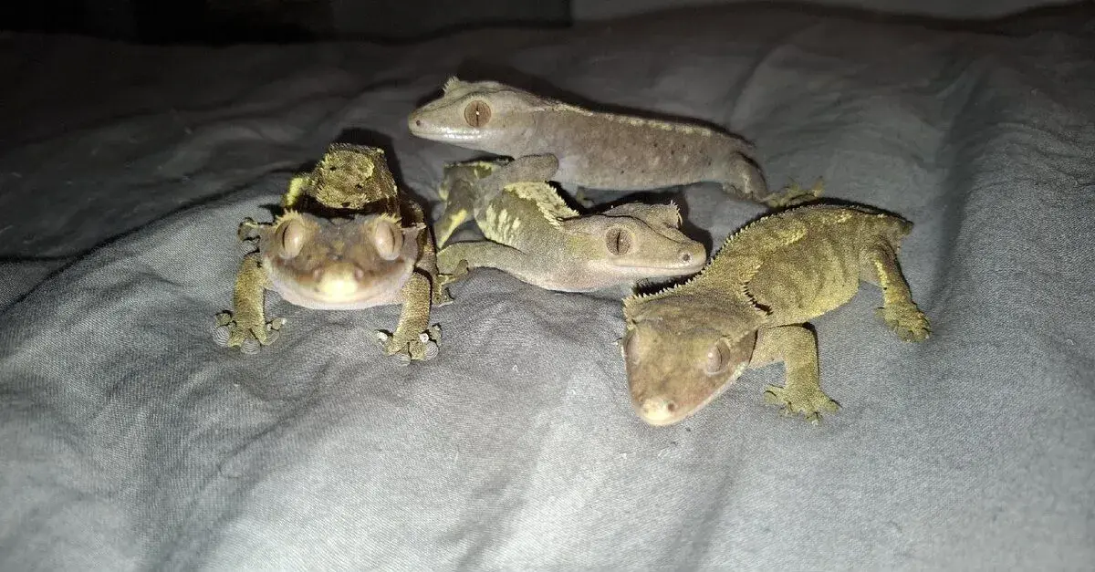 Pagekony riasnaté