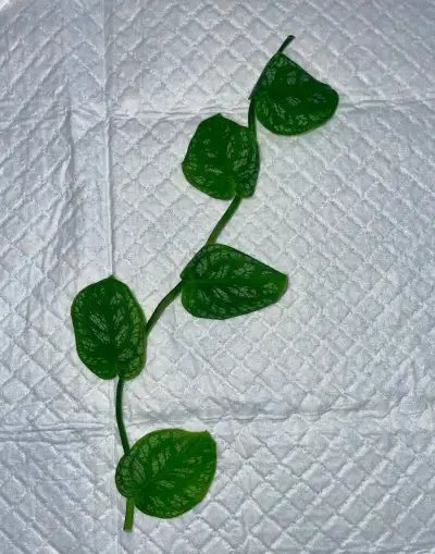 🌿 Monstera dubia – zdravý odrezok, 5 listov – 5 eur