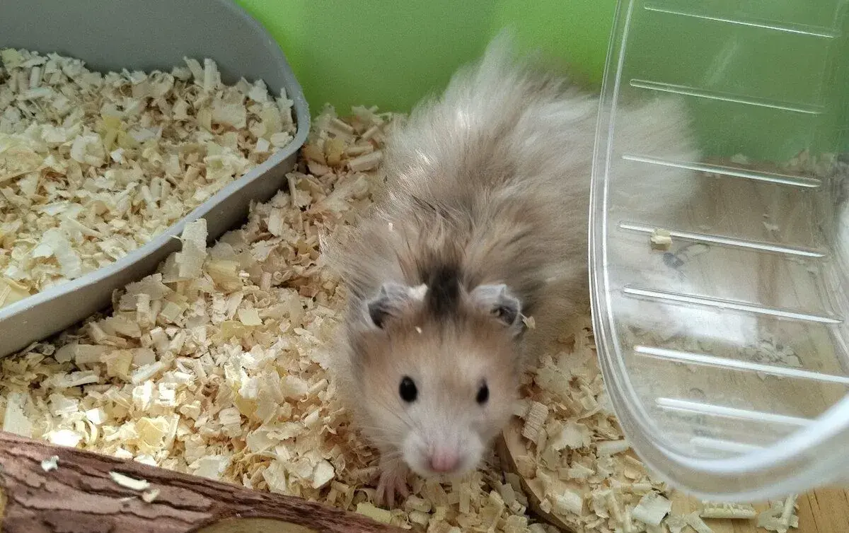 Škrečok sýrsky