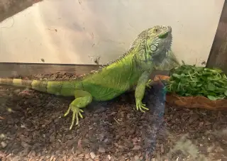 Leguán Zelený Iguana