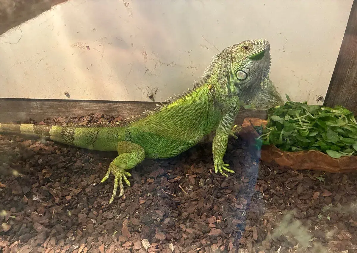 Leguán Zelený Iguana