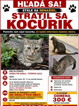 Hľadá sa kocúrik