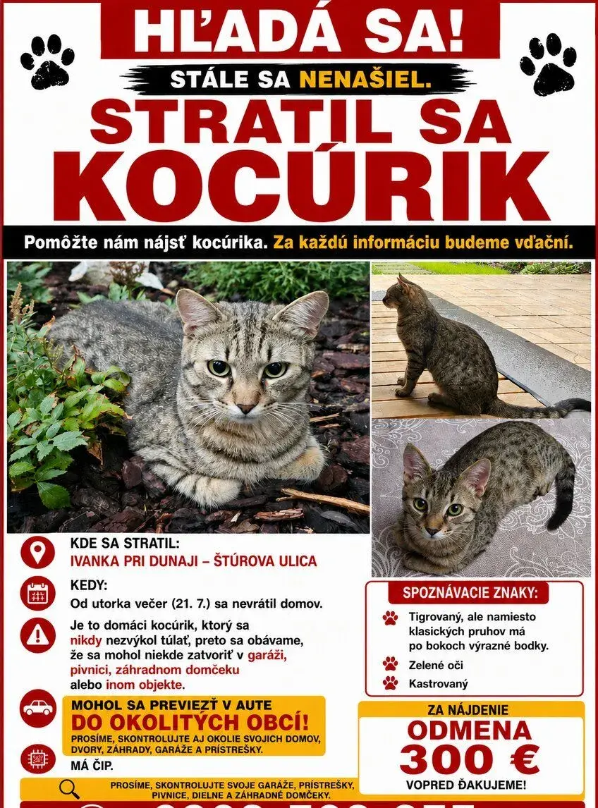 Hľadá sa kocúrik