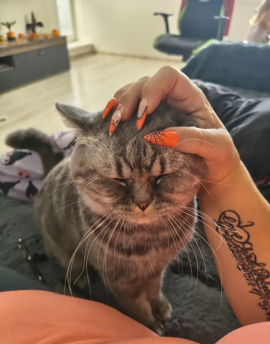 Na krytie kocúrika Whiskas