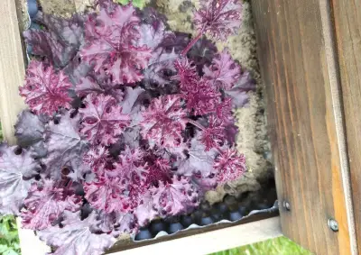 Heuchera rastlina do tieňa