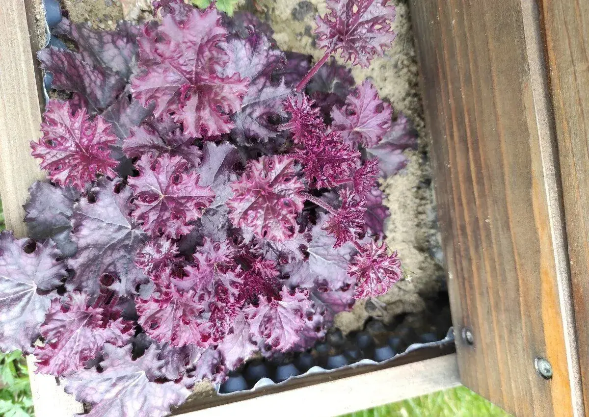 Heuchera rastlina do tieňa