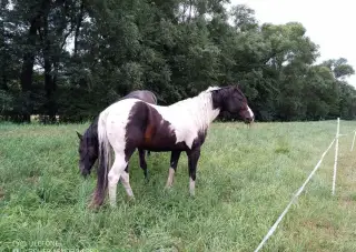 Ach, american paint horse, quarter horse