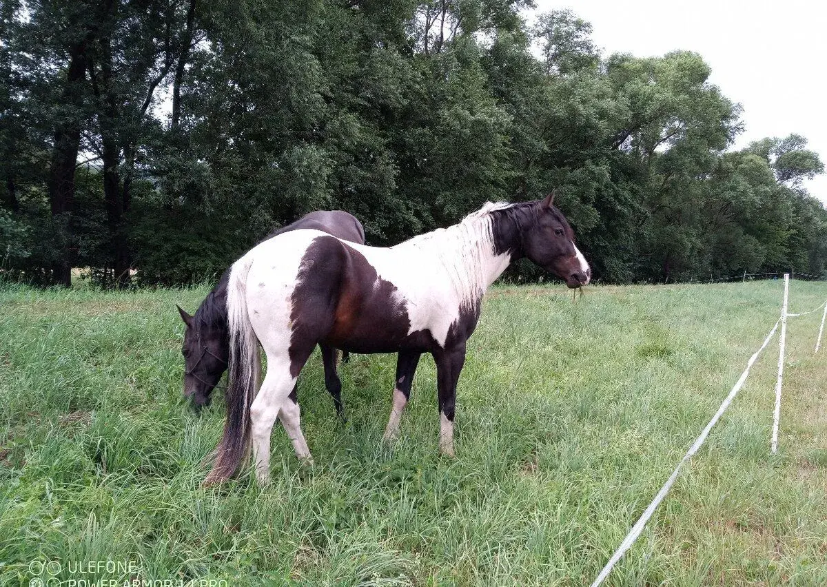 Ach, american paint horse, quarter horse