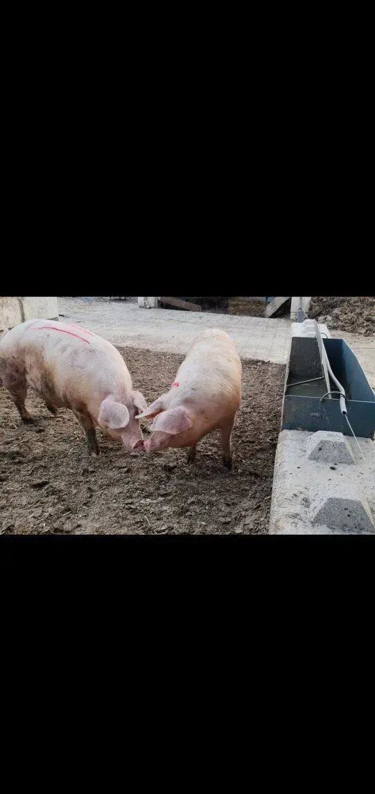 Prasatá Ošípané na predaj
