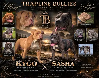 American Bully