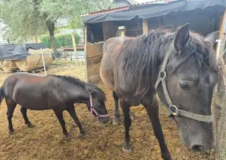 Frizsky/ QH