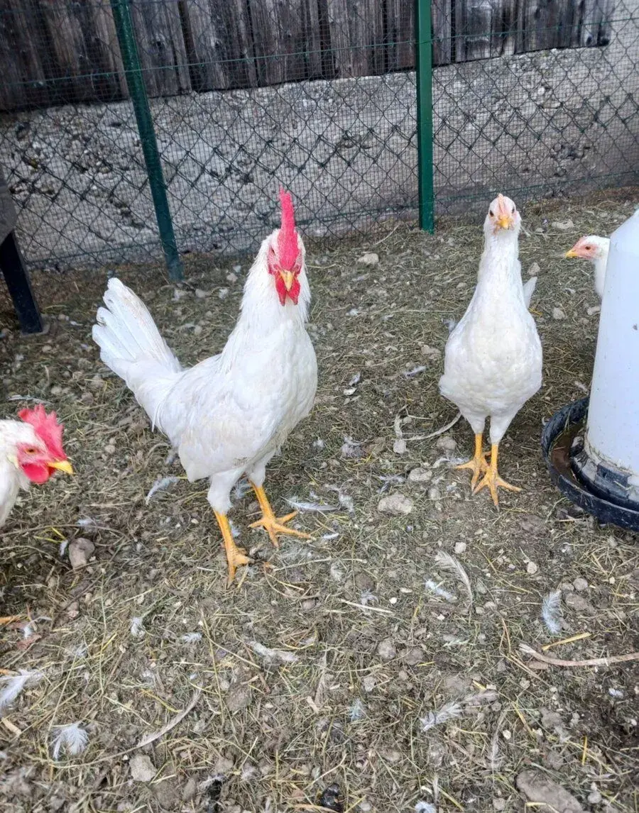 Nasádové vajíčka Leghorn