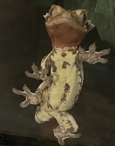 Pagekony riasnate