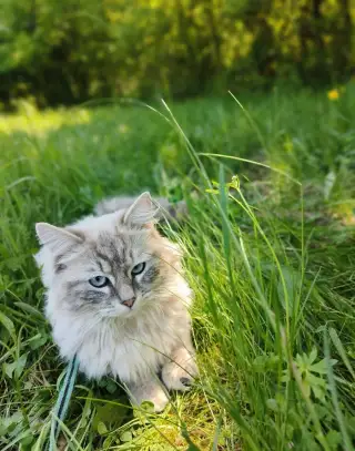 Kocúr ragdoll na krytie