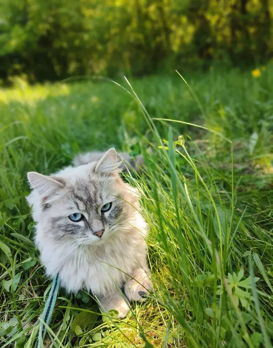 Kocúr ragdoll na krytie