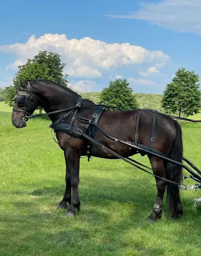 KLADRUBSKÉHO VALACHA, MARATÓNSKY KOČ a SEDLÁ