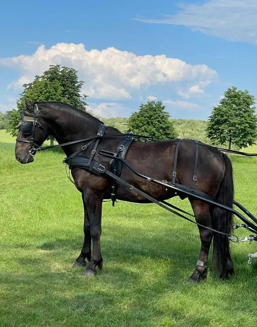 KLADRUBSKÉHO VALACHA, MARATÓNSKY KOČ a SEDLÁ
