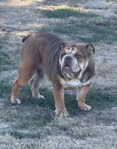 Anglicky buldog