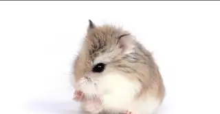 Škrečka s komplet výbavou