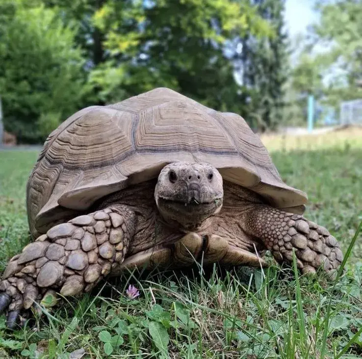 Sulcata-samics