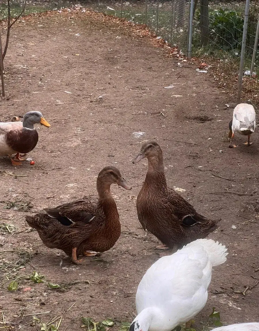 Ruánske kačice