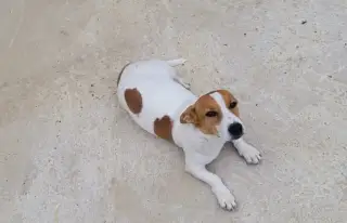 Jack Russell teriér