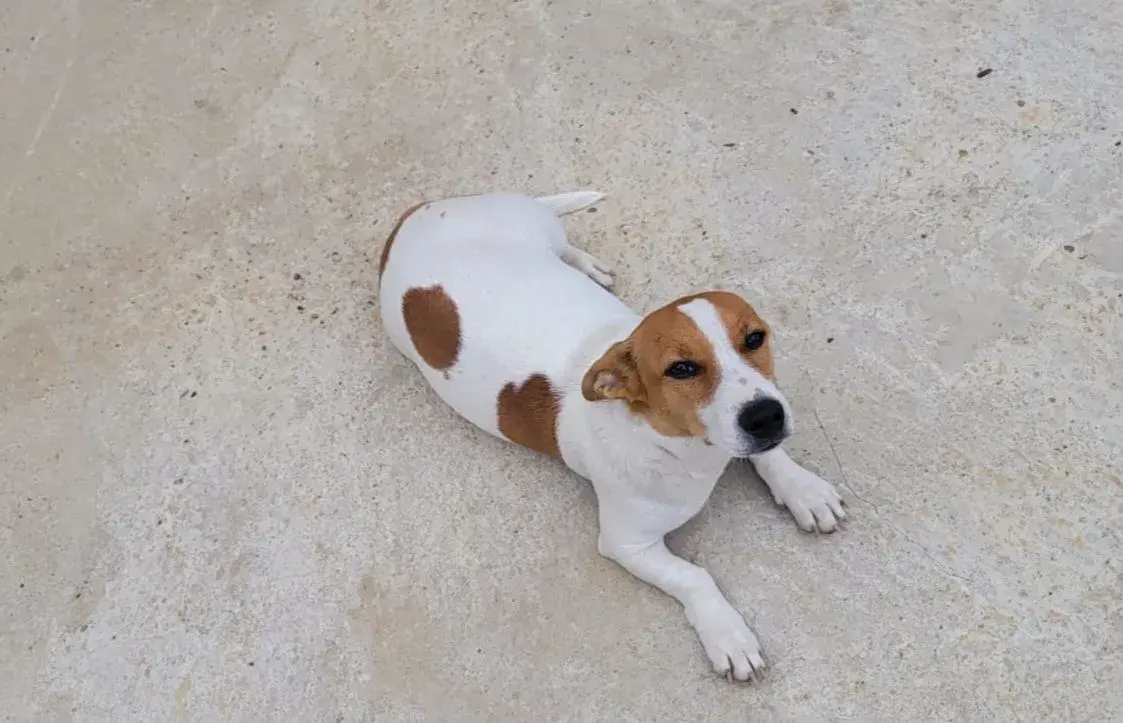 Jack Russell teriér